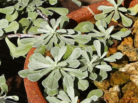 Antennaria dioica