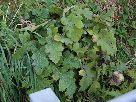 Saussurea yesoensis