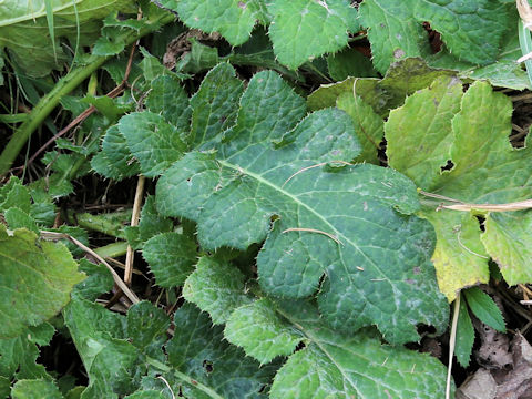 Saussurea yesoensis
