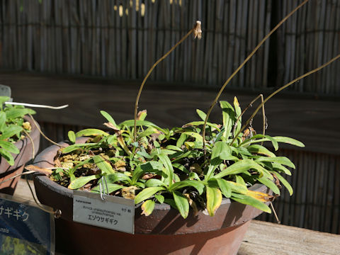 Arnica unalaschcensis var. unalaschcensis