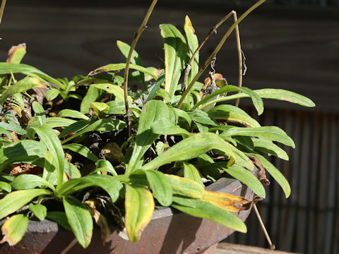 Arnica unalaschcensis var. unalaschcensis