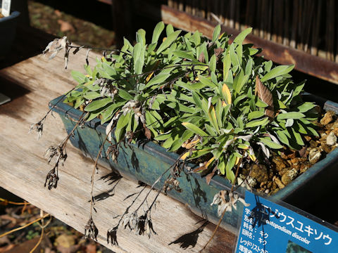 Leontopodium discolor