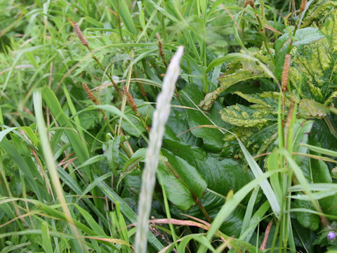 Bistorta major var. japonica