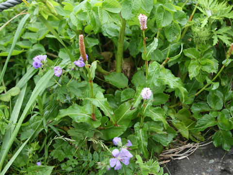 Bistorta major var. japonica