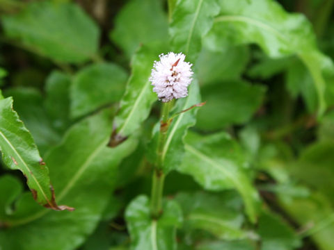Bistorta major var. japonica