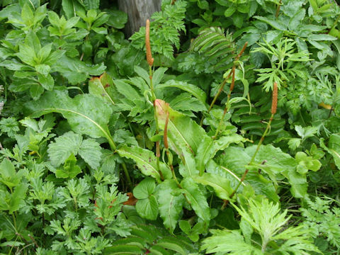 Bistorta major var. japonica