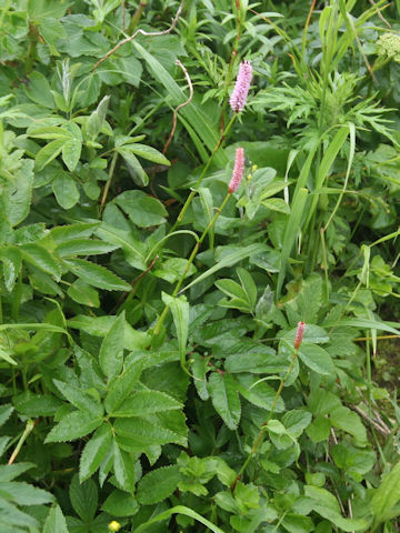 Bistorta major var. japonica