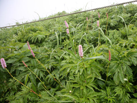 Bistorta major var. japonica