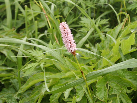 Bistorta major var. japonica