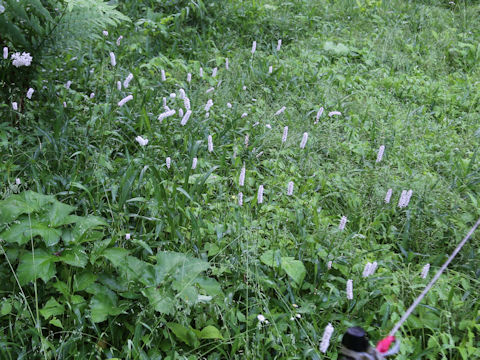 Bistorta major var. japonica