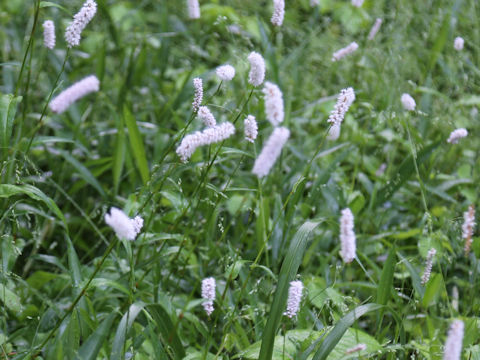 Bistorta major var. japonica