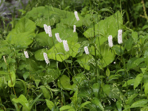 Bistorta major var. japonica