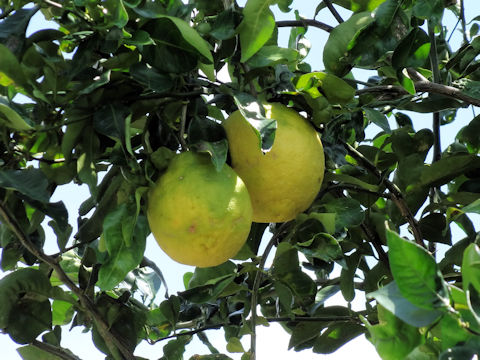 Citrus ichangensis