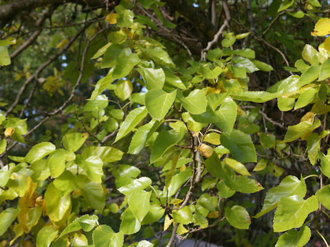 Idesia polycarpa