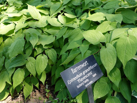 Epimedium grandiflorum var. thunbergianum cv. Flavescens