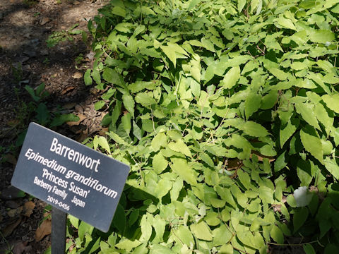 Epimedium grandiflorum var. thunbergianum cv. Princess Susan