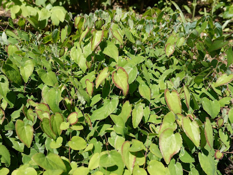 Epimedium grandiflorum var. thunbergianum