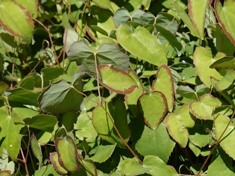 Epimedium grandiflorum var. thunbergianum