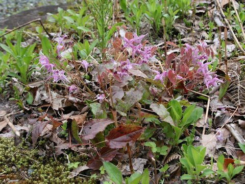 Epimedium grandiflorum var. thunbergianum cv. Flavescens