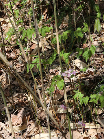 Epimedium grandiflorum var. thunbergianum