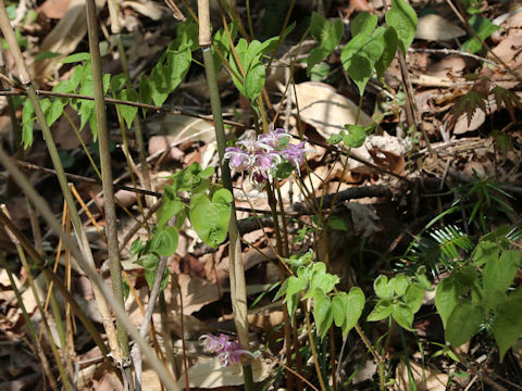 Epimedium grandiflorum var. thunbergianum