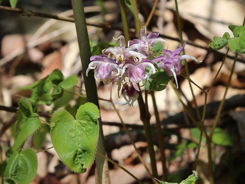 Epimedium grandiflorum var. thunbergianum