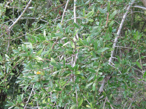 Ilex myrtifolia