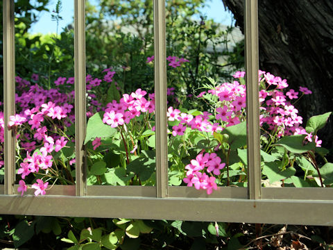 Oxalis articulata