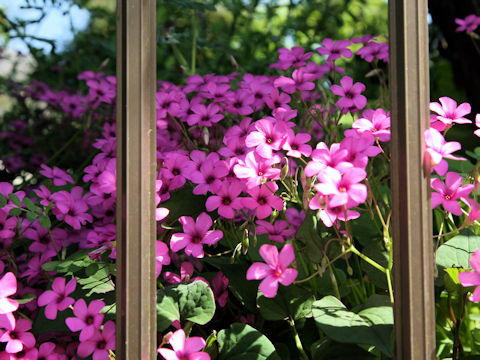 Oxalis articulata