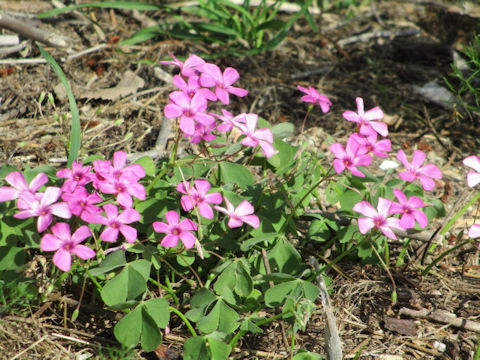 Oxalis articulata