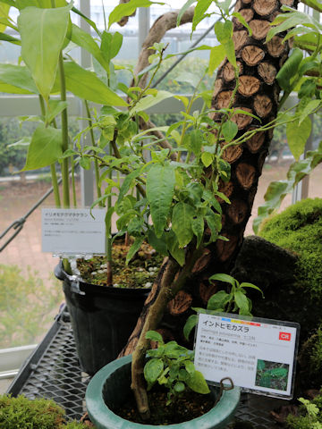Deeringia polysperma