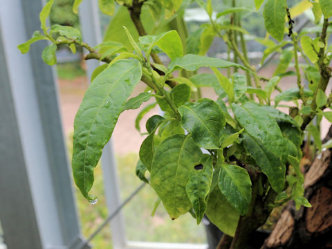 Deeringia polysperma