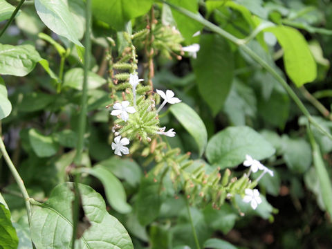Plumbago zeylanica