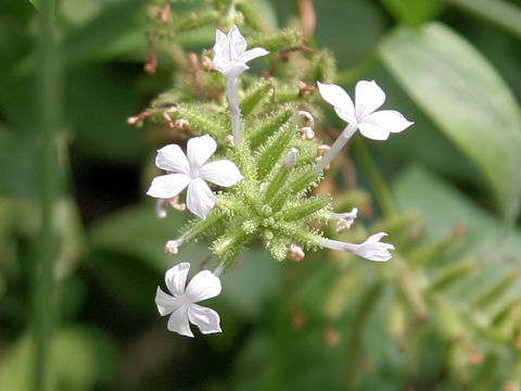 Plumbago zeylanica