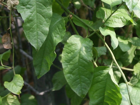 Plumbago zeylanica