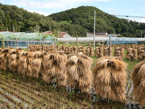 Oryza sativa