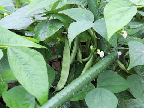 Phaseolus vulgaris