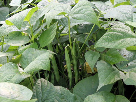 Phaseolus vulgaris