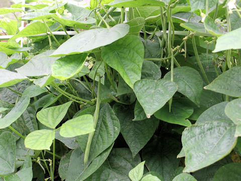 Phaseolus vulgaris