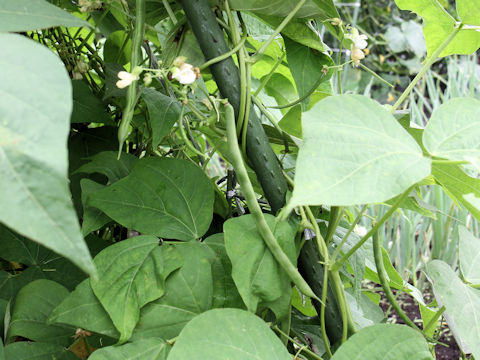 Phaseolus vulgaris