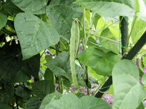 Phaseolus vulgaris