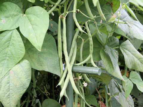 Phaseolus vulgaris