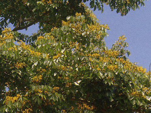 Pterocarpus indicus