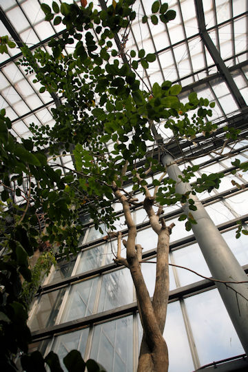 Pterocarpus indicus