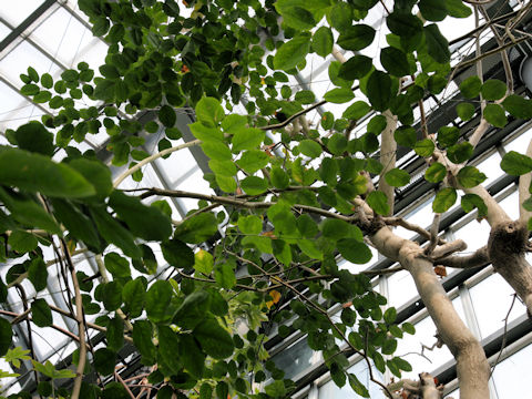 Pterocarpus indicus