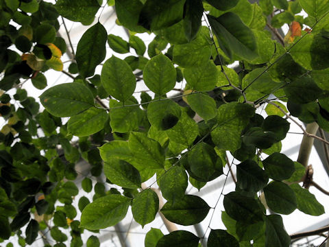 Pterocarpus indicus