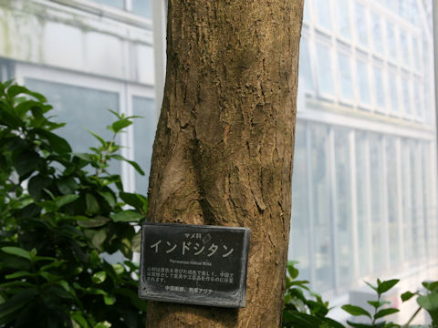 Pterocarpus indicus