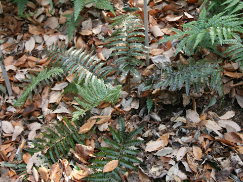 Polystichum polyblepharum