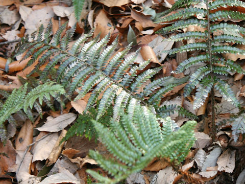 Polystichum polyblepharum