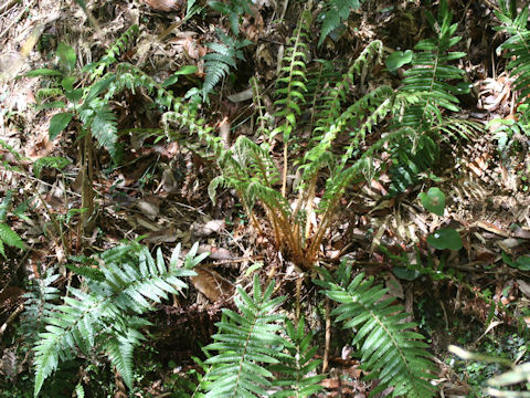 Polystichum polyblepharum